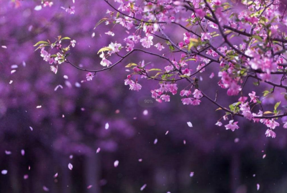 王国维|金句“时间是把杀猪刀”，用诗词怎么表达？王国维的名句隽永唯美