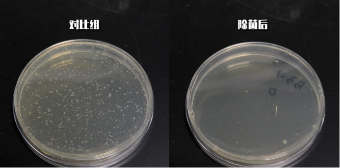 测试后我们可以看到,莱克吉米b302pro的杀菌效果值得肯定, 大肠杆菌