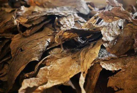 雪茄茄衣烟叶种类