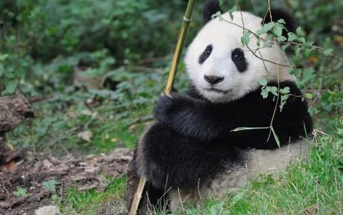 國寶熊貓霸氣倒立方便動物園裡看不到的真性情