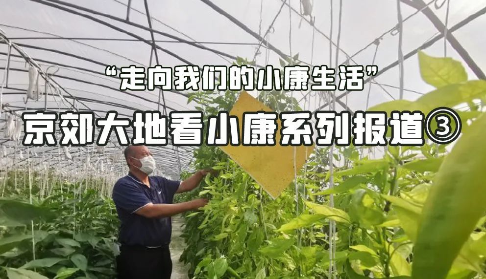 菜篮子|首都“菜篮子”装满“科技果”