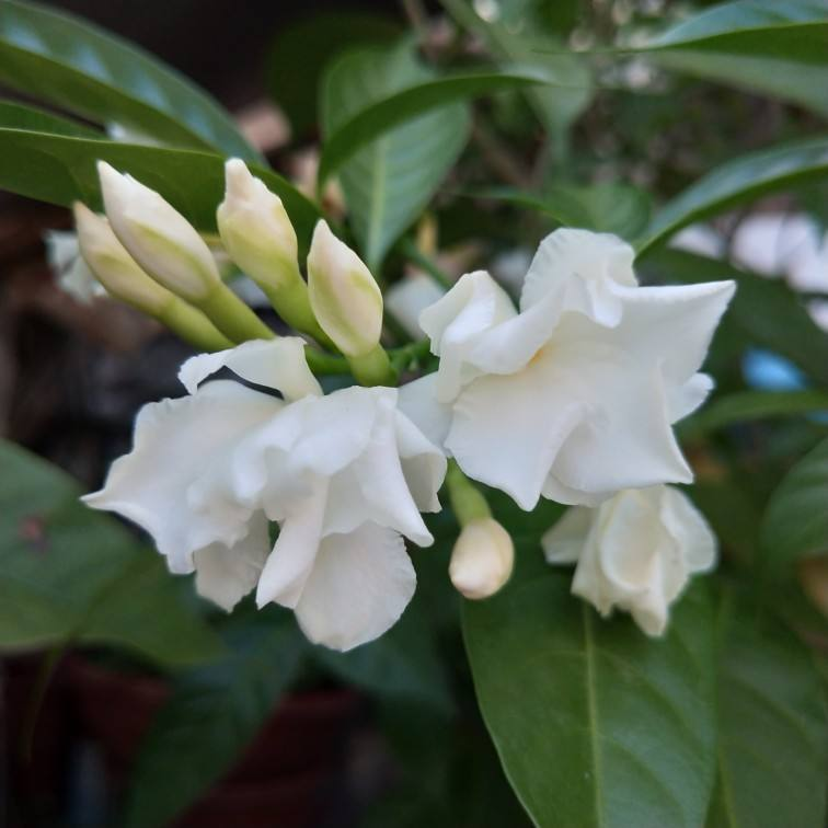 狗牙花名字难听 不如改成 水晶茉莉 开花素雅清香 腾讯新闻