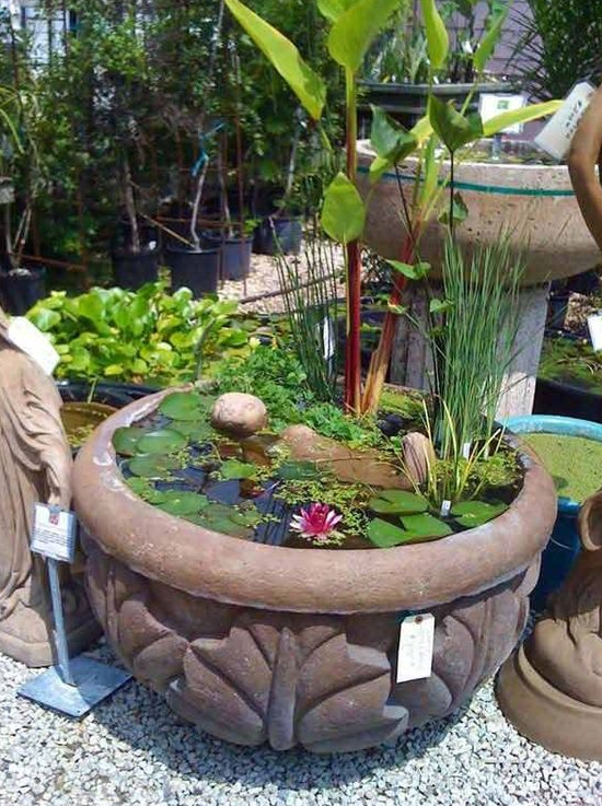 农村大水缸是个宝铺些小石头变水景太美怎么有人舍得丢