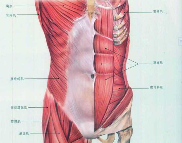 稍微吃一点就有"大肚子",你的腹部核心太弱!4个动作强化腹肌