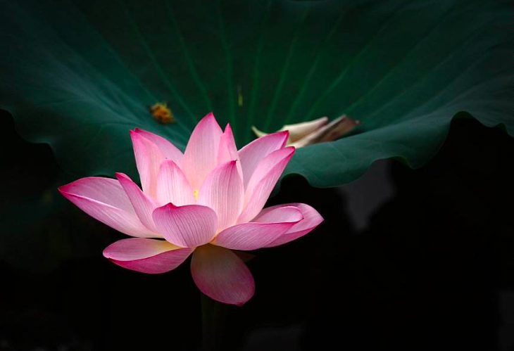 荷花|宋代很有名的一首荷花词，短短十六字，便道尽了荷花的神韵