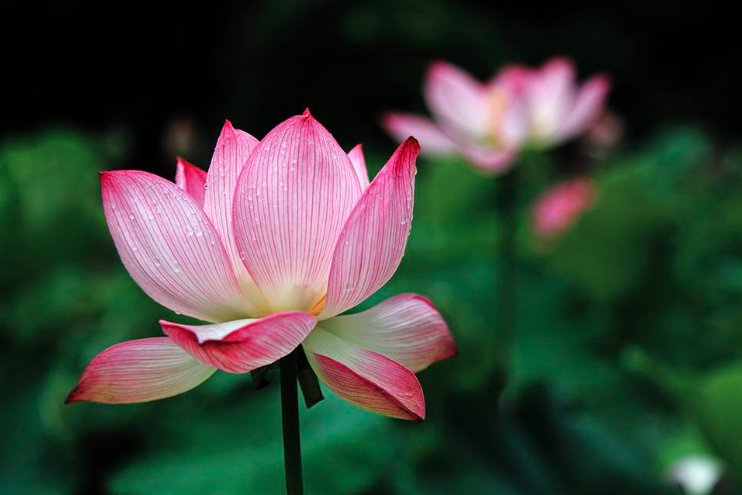 荷花|宋代很有名的一首荷花词，短短十六字，便道尽了荷花的神韵
