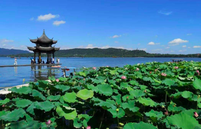 荷花|宋代很有名的一首荷花词，短短十六字，便道尽了荷花的神韵