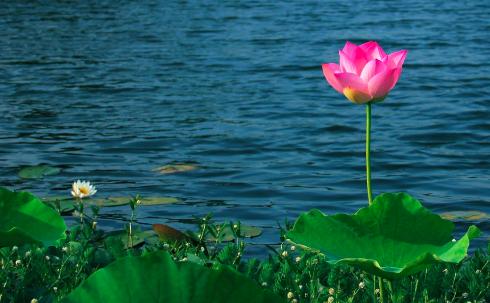 荷花|宋代很有名的一首荷花词，短短十六字，便道尽了荷花的神韵
