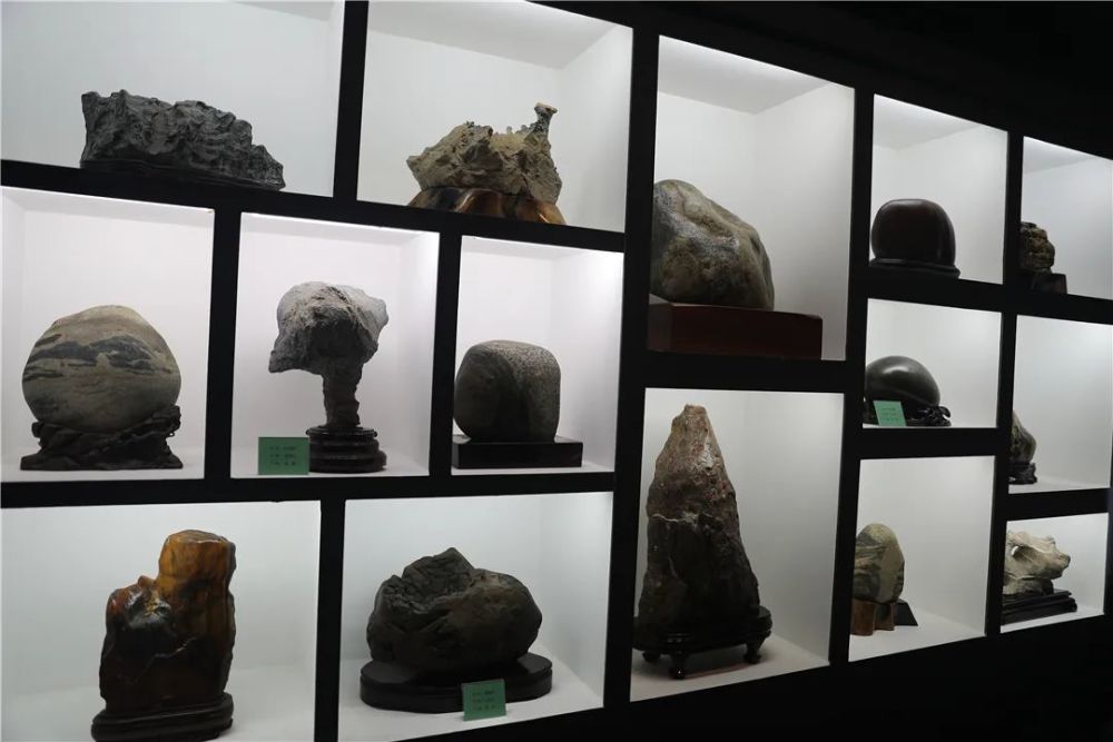 恐龙化石|金港深藏一家艺术展馆！恐龙化石、奇珍异石琳琅满目…………