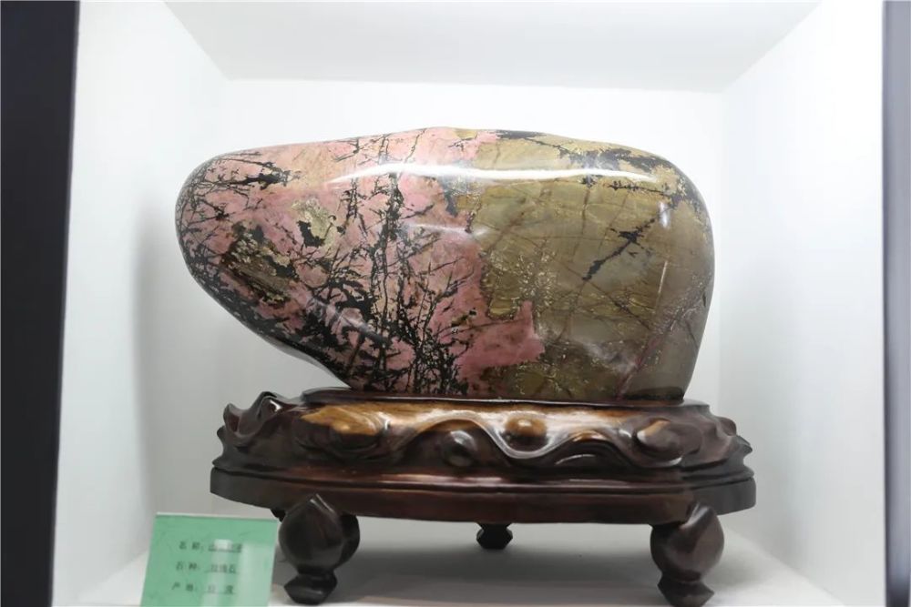 恐龙化石|金港深藏一家艺术展馆！恐龙化石、奇珍异石琳琅满目…………