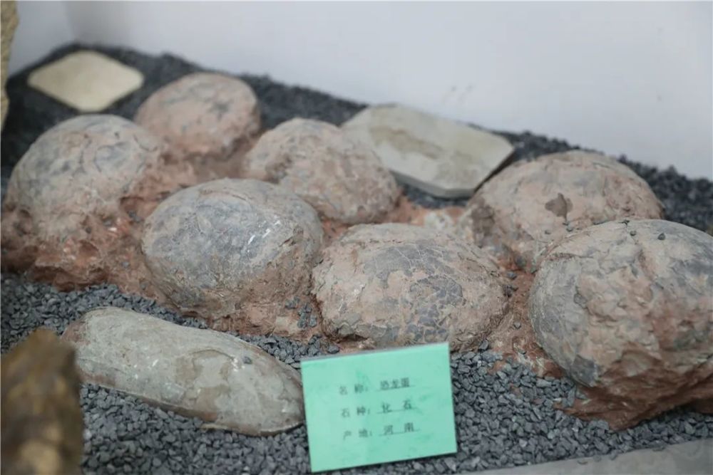 恐龙化石|金港深藏一家艺术展馆！恐龙化石、奇珍异石琳琅满目…………