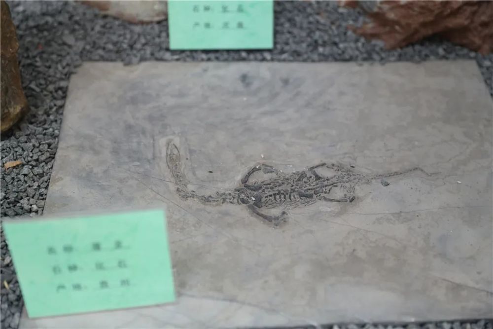 恐龙化石|金港深藏一家艺术展馆！恐龙化石、奇珍异石琳琅满目…………