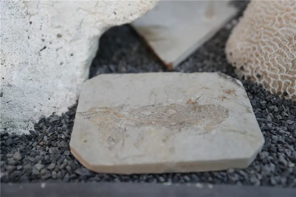 恐龙化石|金港深藏一家艺术展馆！恐龙化石、奇珍异石琳琅满目…………