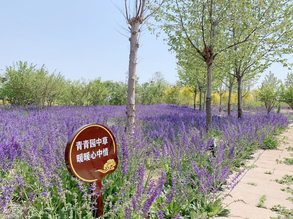 口袋公园|60亩代征绿地变身“口袋公园”，永顺镇居民有了遛弯儿新去处