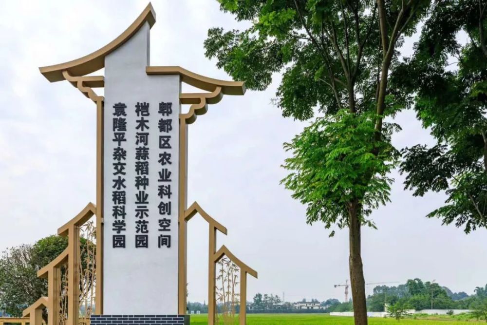 袁隆平|袁隆平的水稻在成都收割