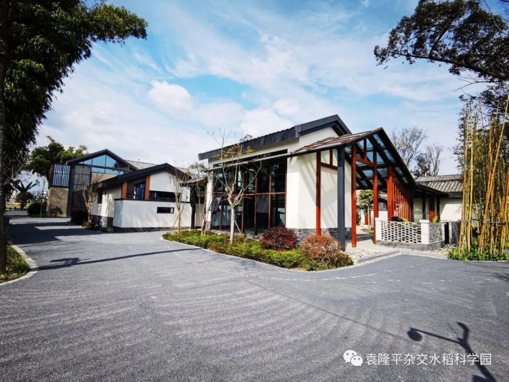 袁隆平|袁隆平的水稻在成都收割