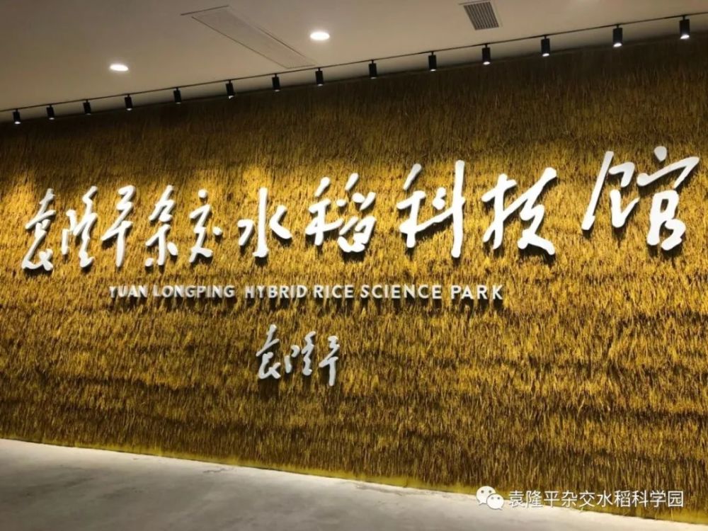 袁隆平|袁隆平的水稻在成都收割