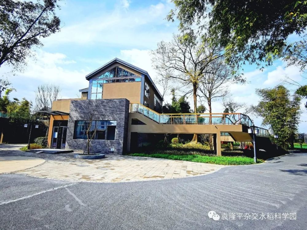 袁隆平|袁隆平的水稻在成都收割