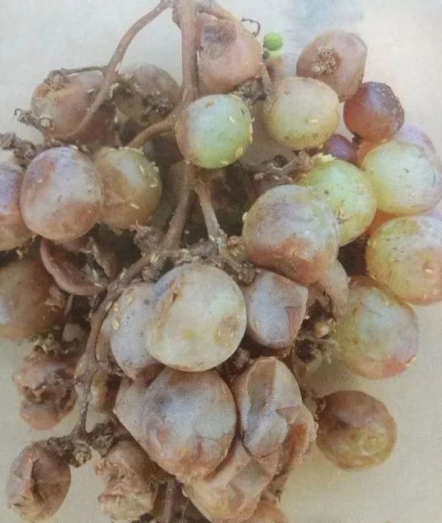 震动有病果的果穗,会有类似于浅粉红色的醋蝇从烂果穗周围飞出.