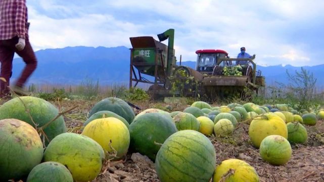 乌苏市西大沟镇3200亩打瓜丰收农民采收忙