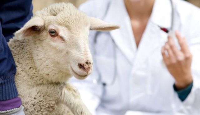 夏秋交替之际怕羊群的羊肺丝虫病做好这三点就能有效防治