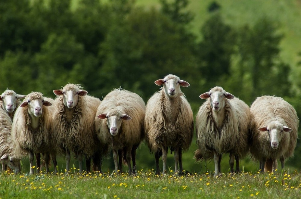 夏秋交替之际怕羊群的羊肺丝虫病做好这三点就能有效防治