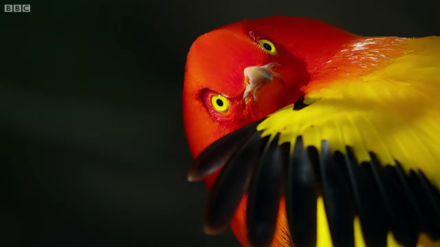 火焰园丁鸟就像那一把火_腾讯新闻