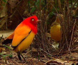 火焰园丁鸟就像那一把火_腾讯新闻