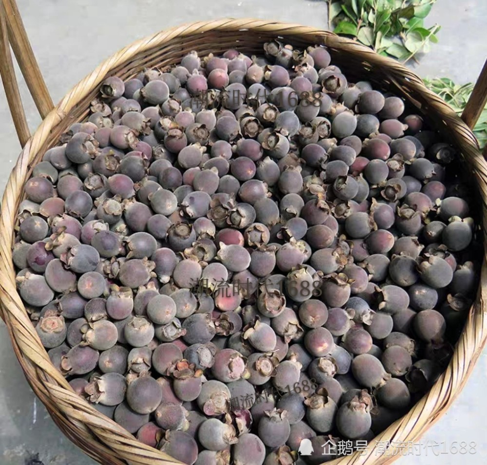 它的名字叫"金娘子";可能现在很多00后的人都不