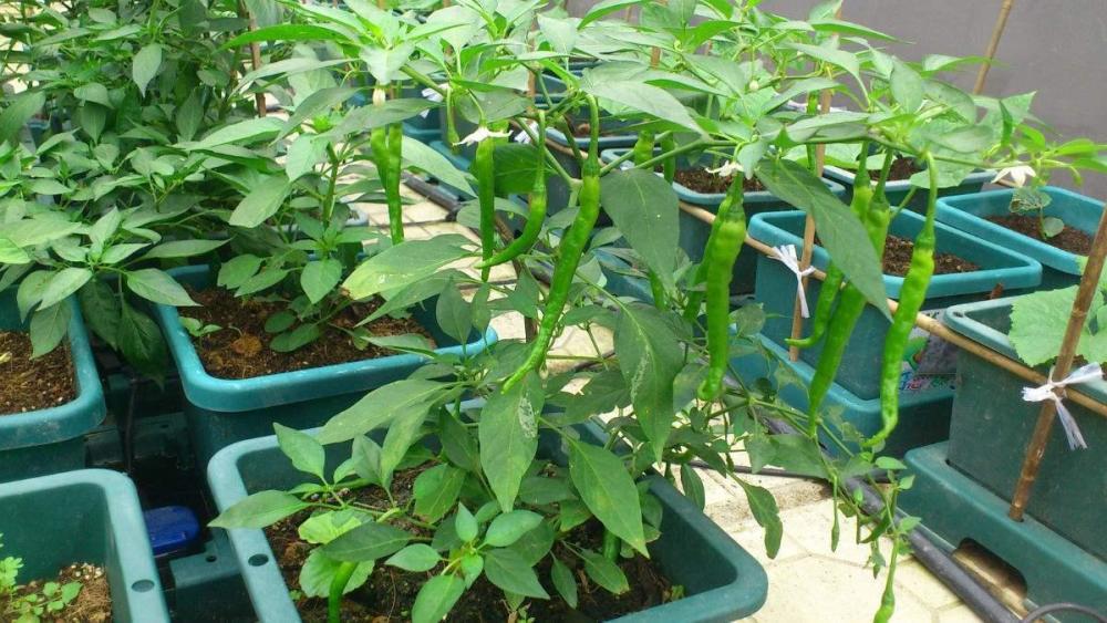 小辣椒|盆里种了小辣椒，做好这几点，坐果率真不错，想吃自己摘
