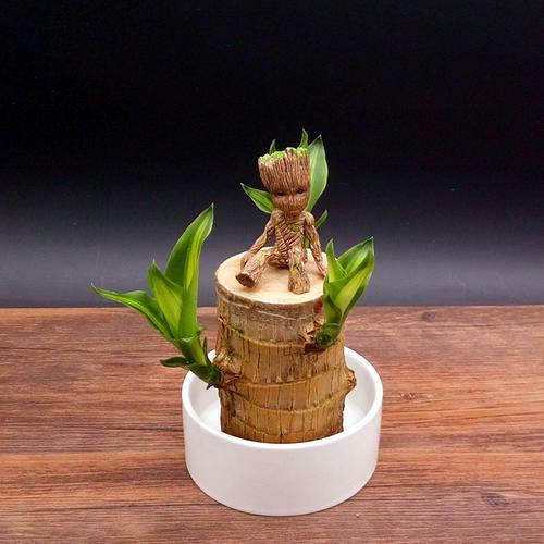 水培植物|水培养花确实省事，换水不注意，发霉烂根养啥都完