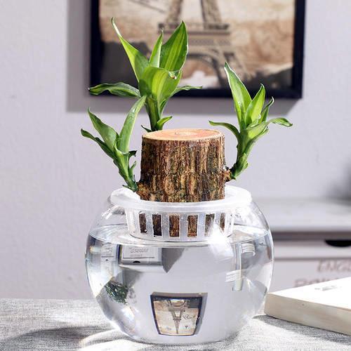 水培植物|水培养花确实省事，换水不注意，发霉烂根养啥都完
