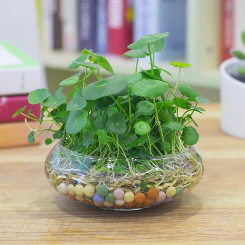 水培植物|水培养花确实省事，换水不注意，发霉烂根养啥都完