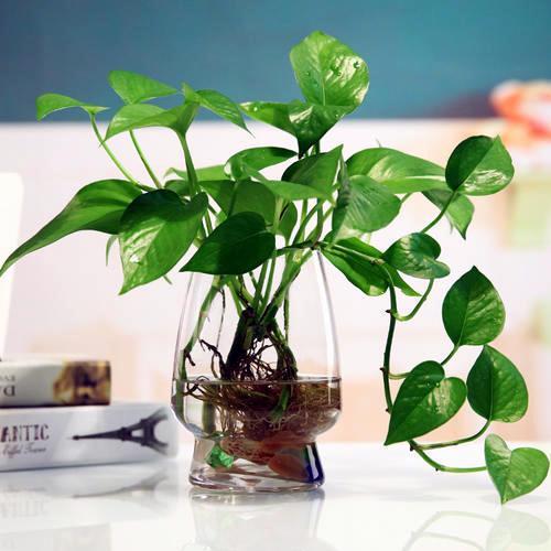 水培植物|水培养花确实省事，换水不注意，发霉烂根养啥都完