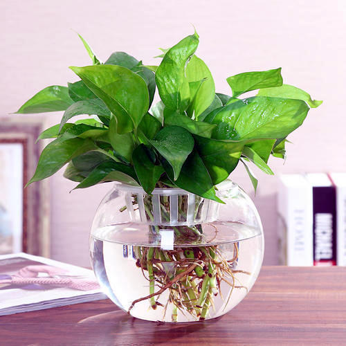 水培植物|水培养花确实省事，换水不注意，发霉烂根养啥都完