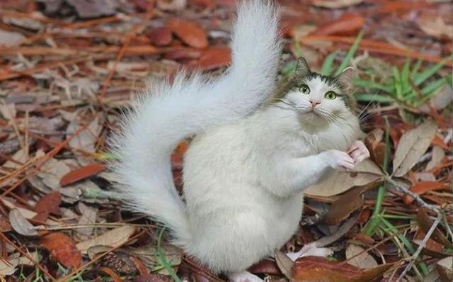 人造宠物的畸形秀,汝之造物主,在此!