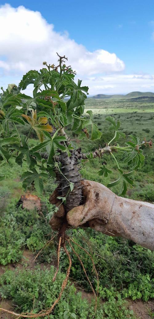 乡下常见1种麻疯树以往不识货砍掉1大片如今成了致富树
