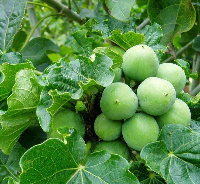 乡下常见1种"麻疯树",以往不识货,砍掉1大片,如今成了致富树