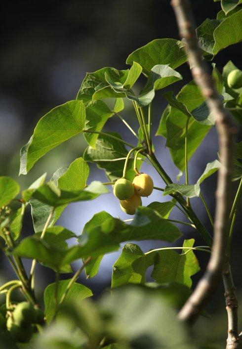 乡下常见1种"麻疯树",以往不识货,砍掉1大片,如今成了致富树