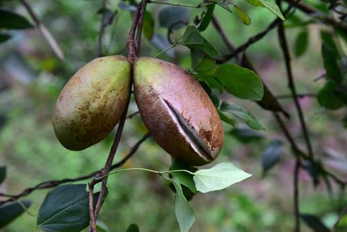 九月到来在农村金秋时节你吃过哪些野果下面的你认识几种