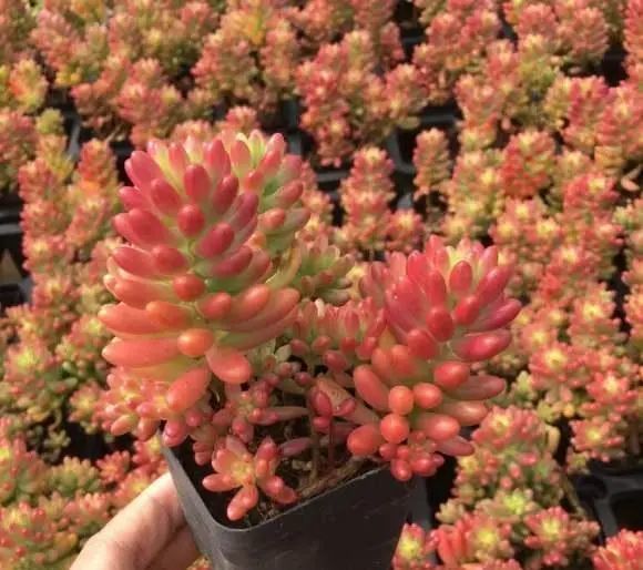 秋天买多肉 5款多肉植物入手 发根快易出状态 价格还便宜 多肉 橙梦露