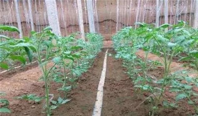 番茄|这样做可以避免西红柿秧子细弱、旺长，可以试试看