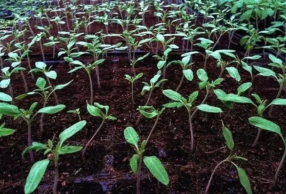 番茄|这样做可以避免西红柿秧子细弱、旺长，可以试试看