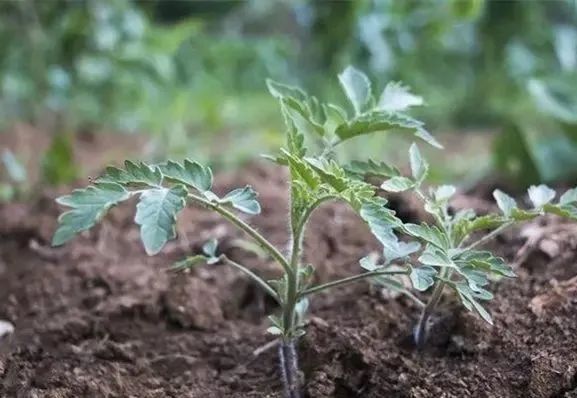 番茄|这样做可以避免西红柿秧子细弱、旺长，可以试试看