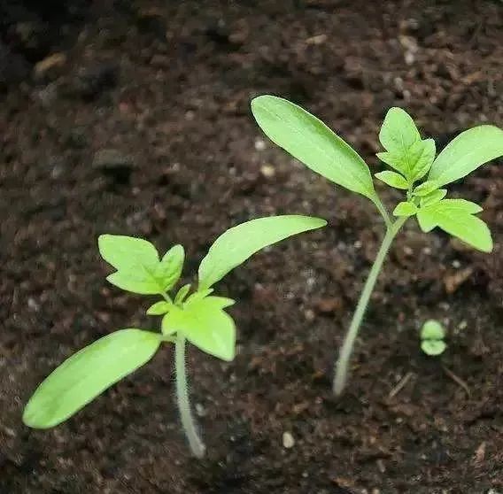 番茄|这样做可以避免西红柿秧子细弱、旺长，可以试试看