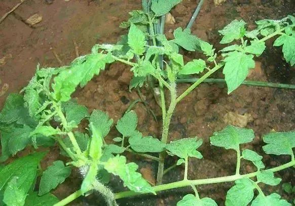 番茄|这样做可以避免西红柿秧子细弱、旺长，可以试试看