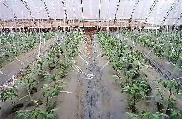 番茄|这样做可以避免西红柿秧子细弱、旺长，可以试试看