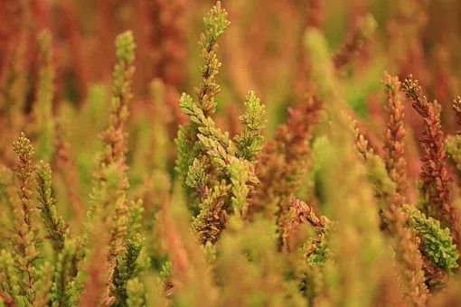 秋风|九月半：一念秋风起，一念相思长