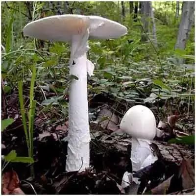 蘑菇|这样的蘑菇千万不要吃！小心吃完见小人！