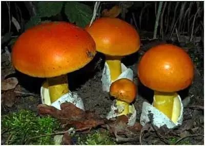 蘑菇|这样的蘑菇千万不要吃！小心吃完见小人！